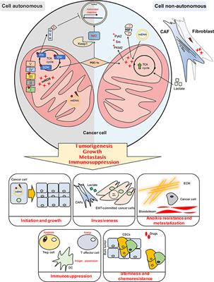 Mitochondrial Redox Hubs as Promising Targets for Anticancer Therapy